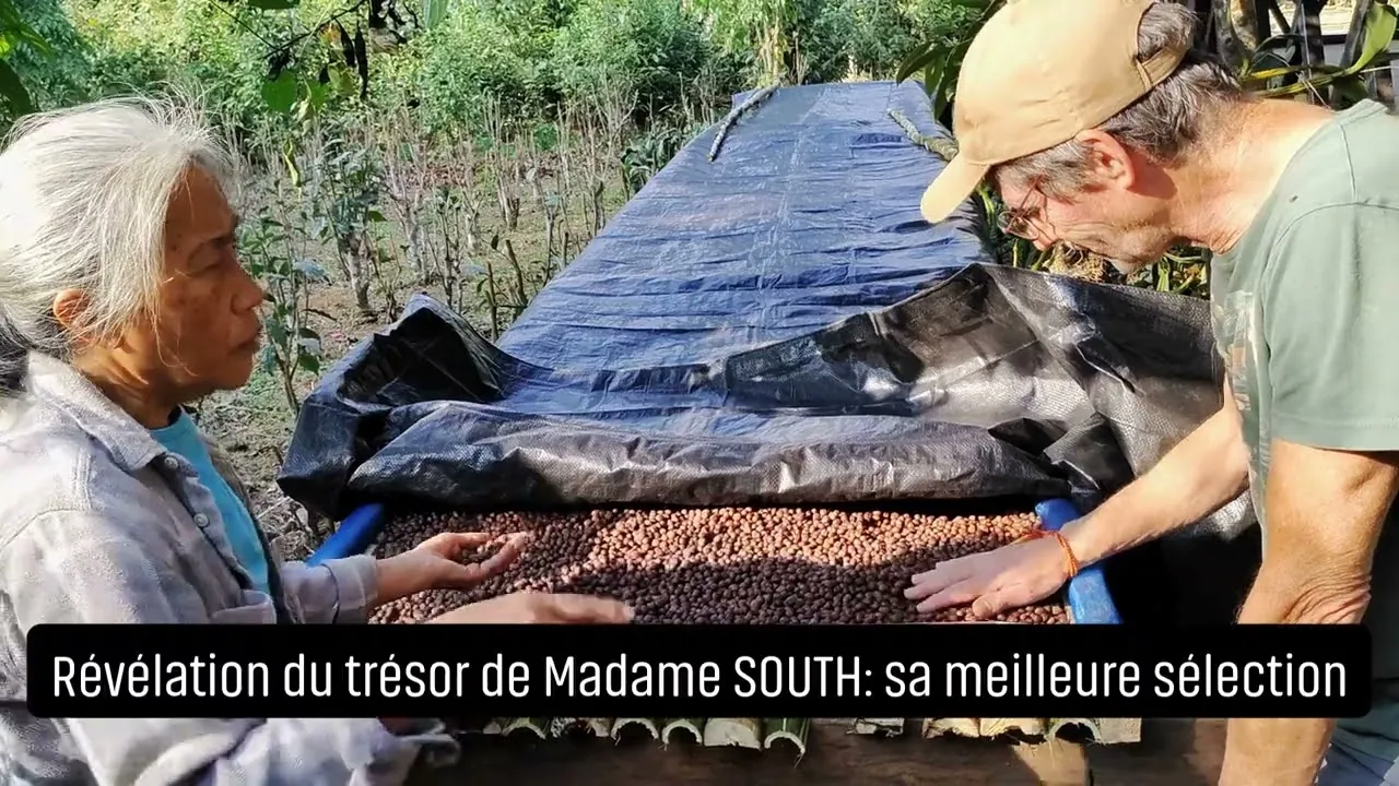 Au Laos, Thierry Leroy rencontre Madame South, productrice de café BIO